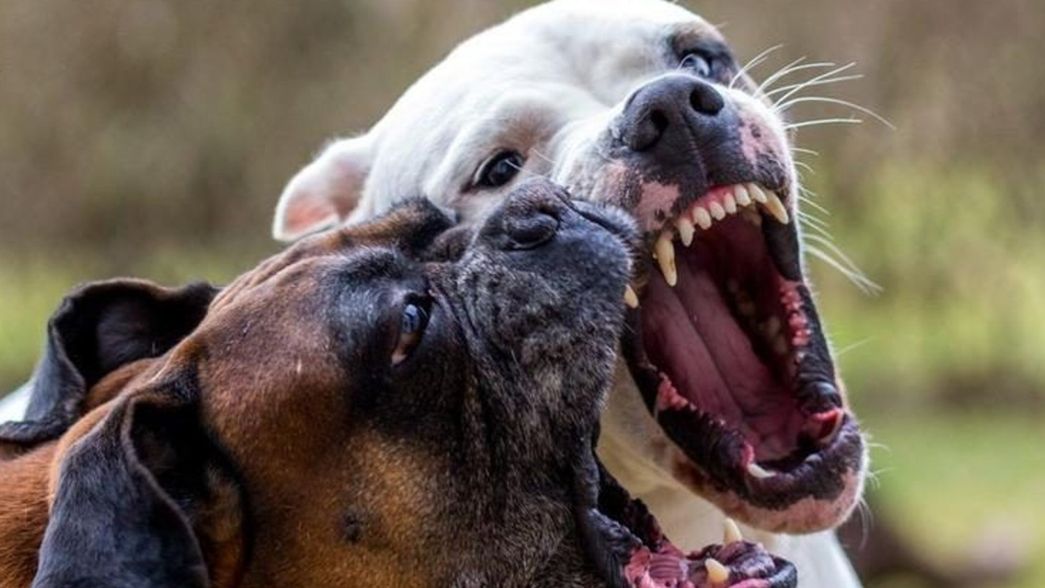 Murió una docente que fue atacada por sus dos perros cuando les daba de comer