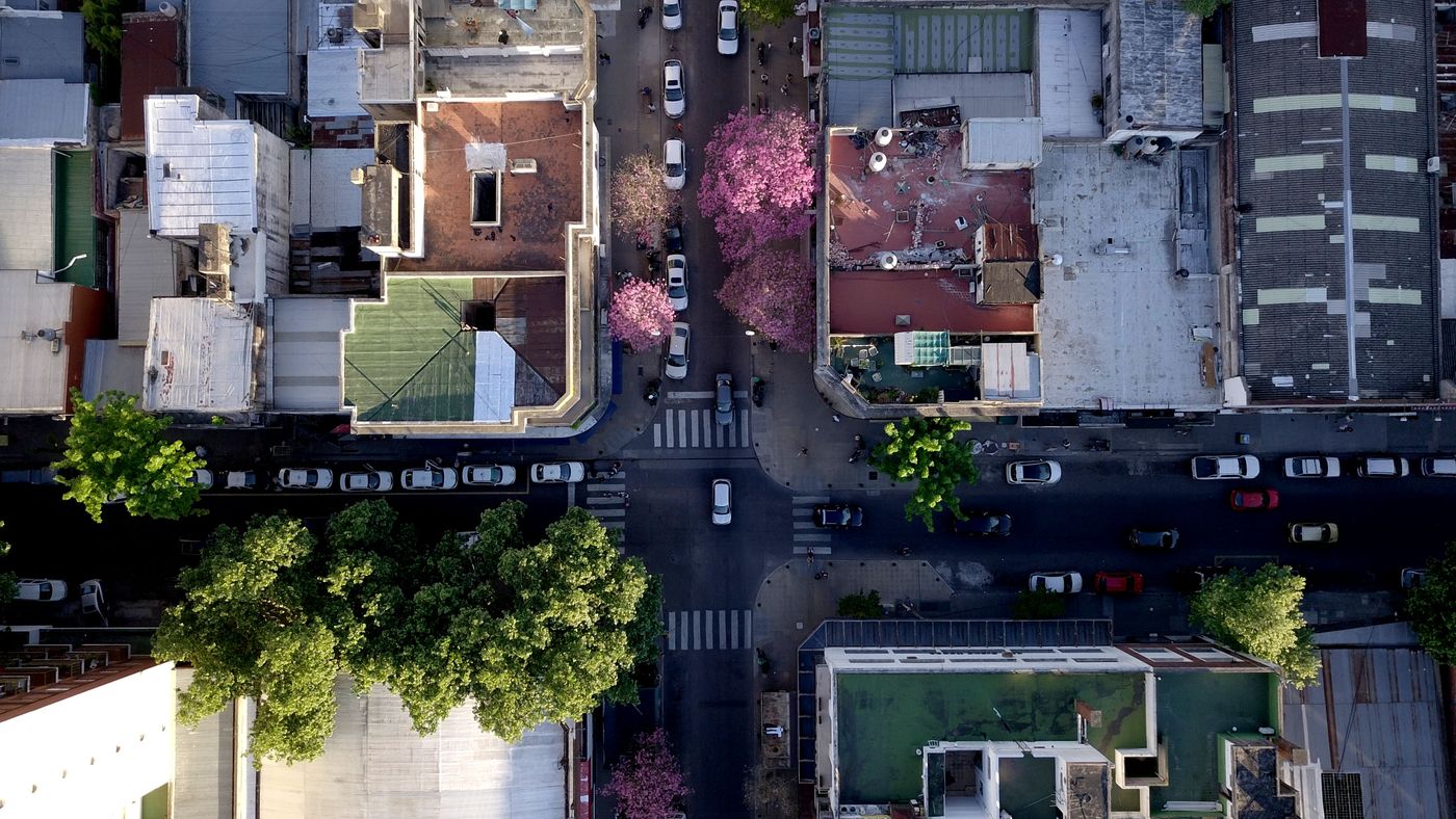lapacho arbol calle 12 primavera.JPG