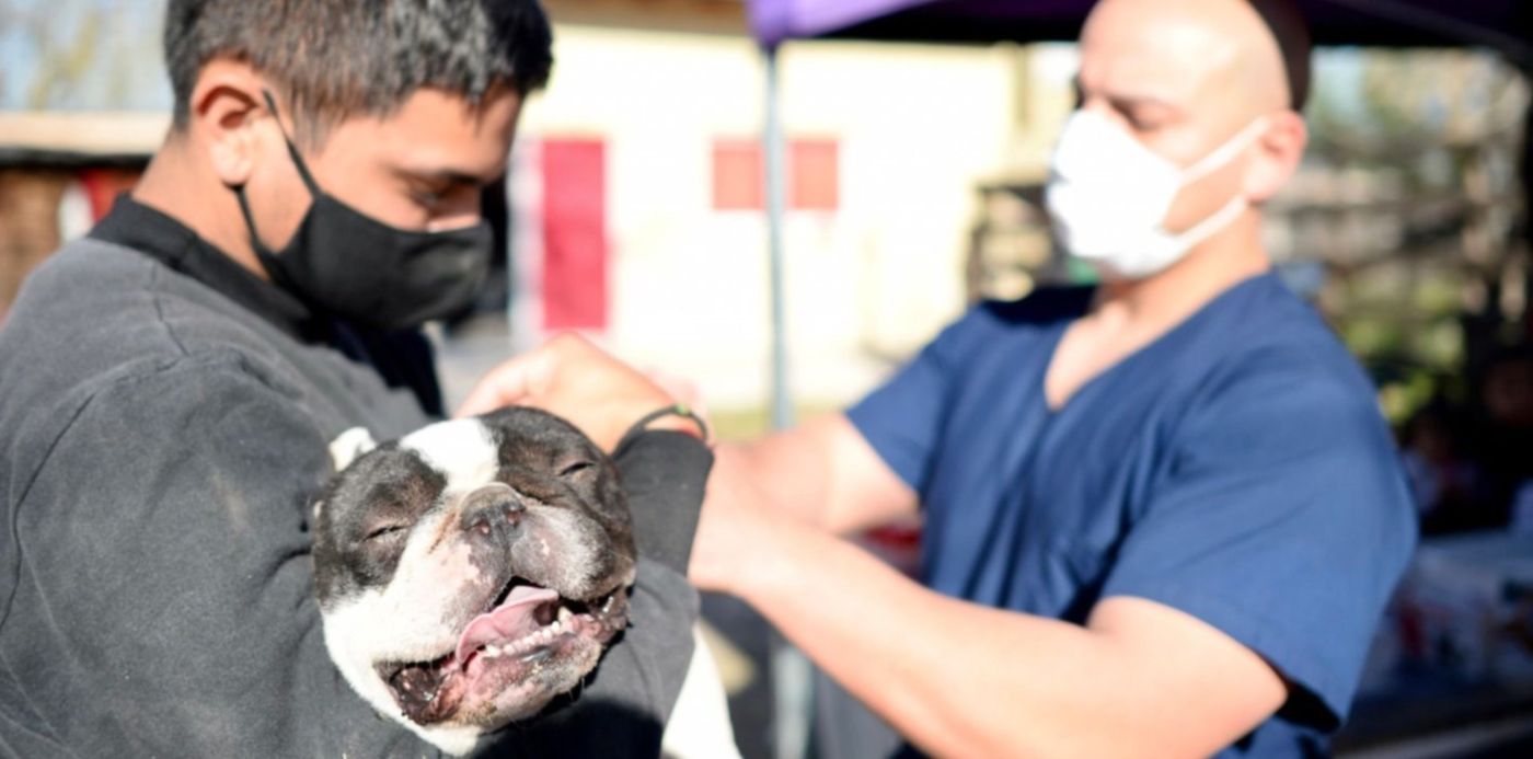 Vacunación Mascotas Gatos Perros