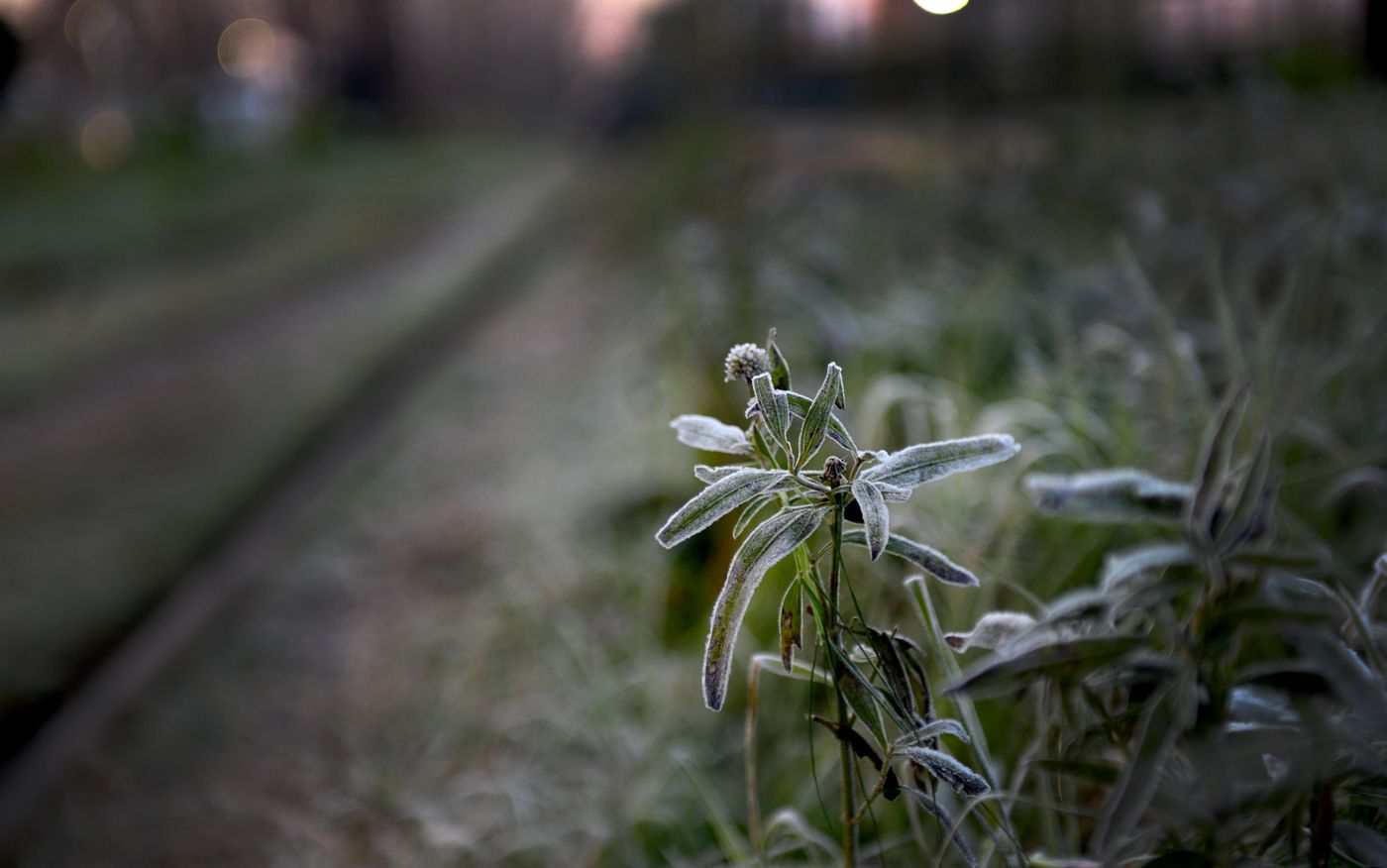 heladas frio en La Plata-0001 (10).JPG