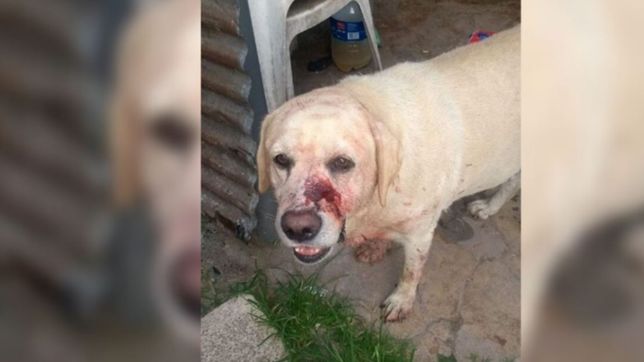 el brutal ataque a un perro que conmociono a todo un barrio en la plata