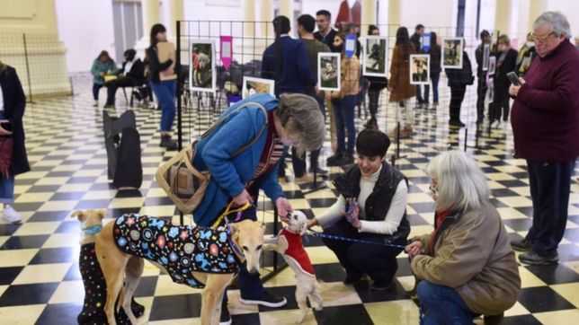 el pasaje dardo rocha se convirtio en un muestrario de fotos de perros en adopcion