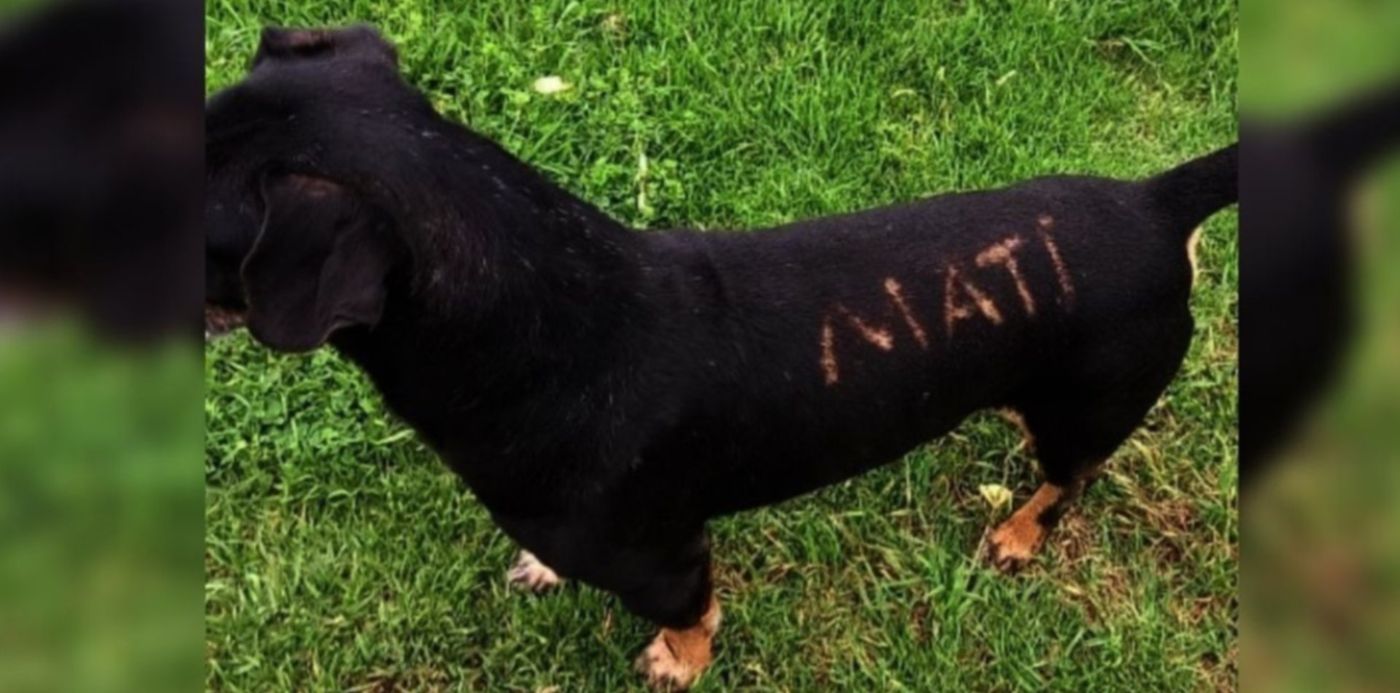 1636375541436.jpg?x=36&y=10&width=1239&height=619&rotate=0&scaleX=1&scaleY=1&ow=1350&oh=650&&cw=1920&ch=950