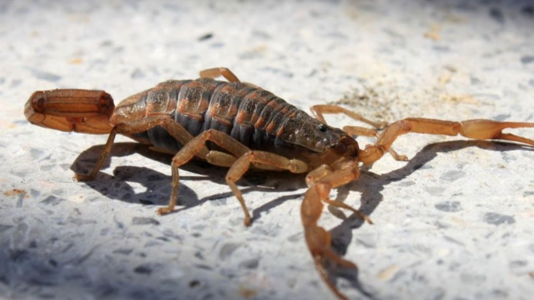 Miedo, paranoia y desvelo en un barrio de La Plata por la invasión de alacranes