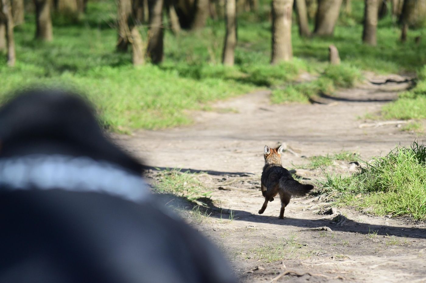 Zorras rehabilitadas - Bioparque de La Plata (2).jpeg