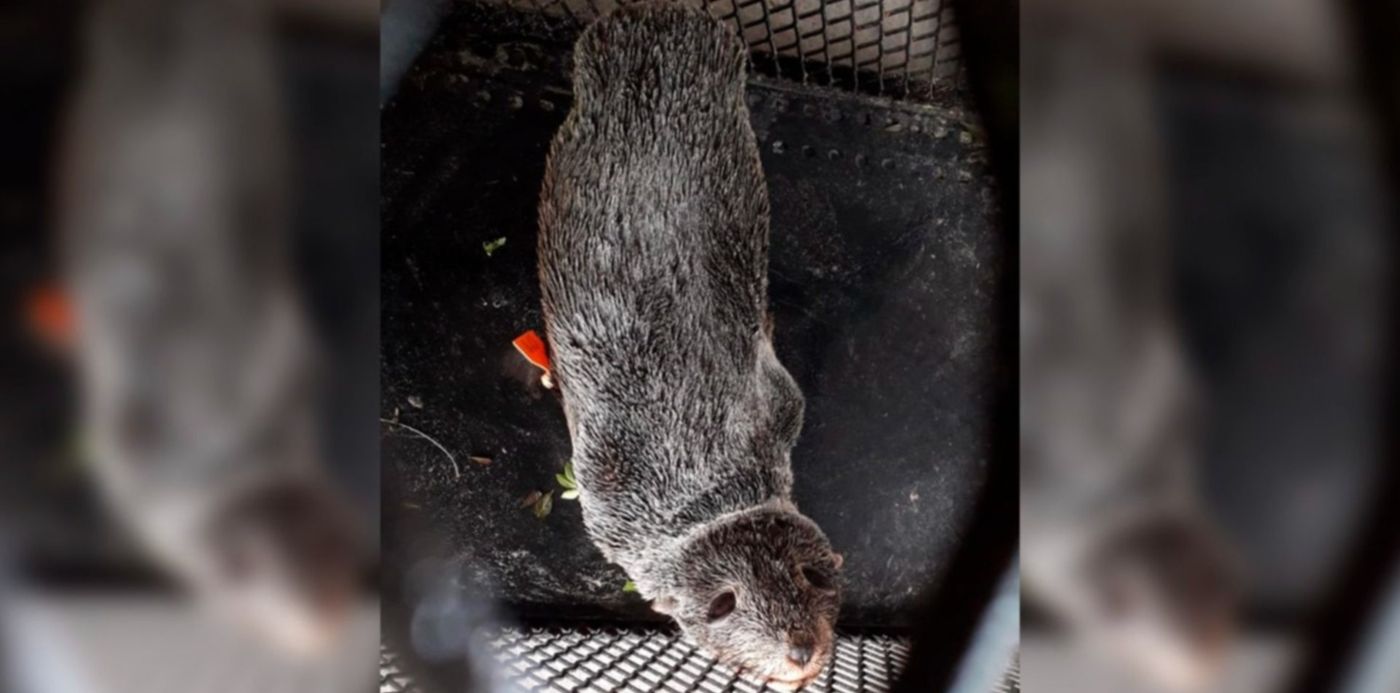 1636323253665.jpg?x=18&y=5&width=1464&height=732&rotate=0&scaleX=1&scaleY=1&ow=1500&oh=742&&cw=1920&ch=950