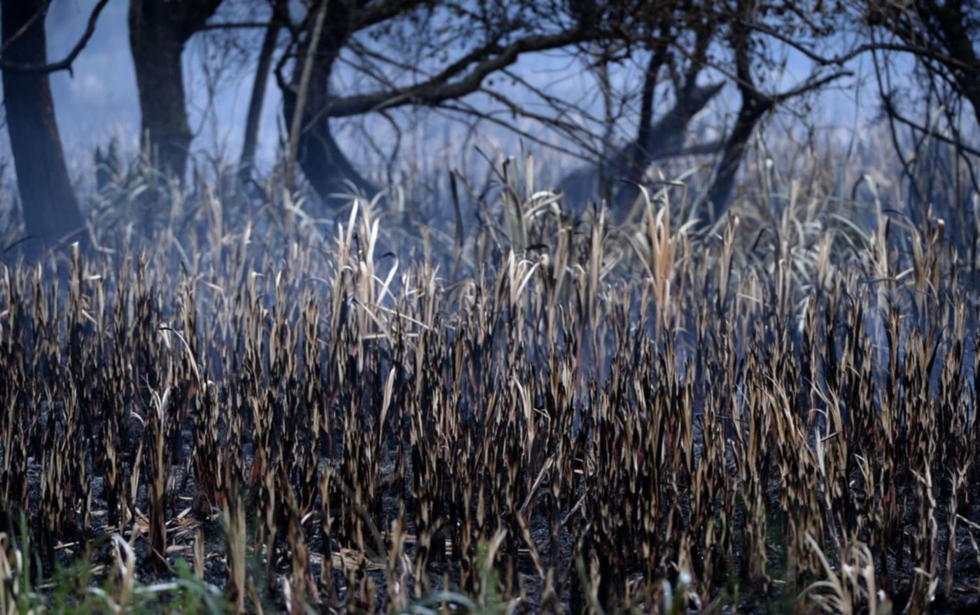 Incendio en la Reserva de Punta Lara