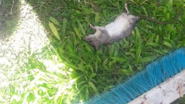 aparecio otra rata muerta y siguen las quejas de vecinos: ?no puedo estar ni en el patio?