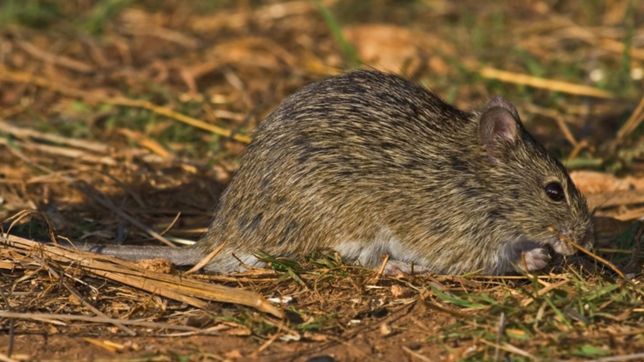 desmienten el falso mensaje viral que alerto a los vecinos de la plata por el hantavirus