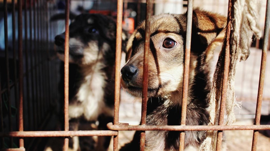 Cinco estudiantes rescataron cientos de perros, su futuro está en peligro y piden ayuda