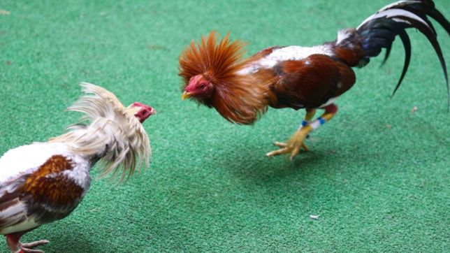 tras un allanamiento, la policia encontro 85 gallos de rina en la plata