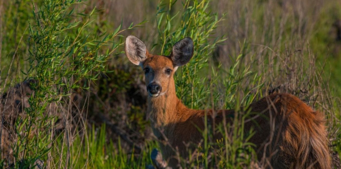 1624998089559.jpg?x=6&y=151&width=1248&height=625&rotate=0&scaleX=1&scaleY=1&ow=1260&oh=840&&cw=1920&ch=950