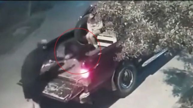 video: abandonaron a un perro en berisso y escaparon en camioneta