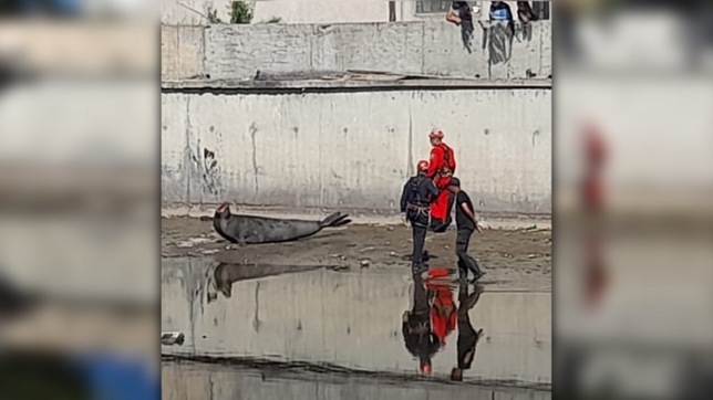 un elefante marino aparecio en el arroyo el gato y sorprendio a los vecinos