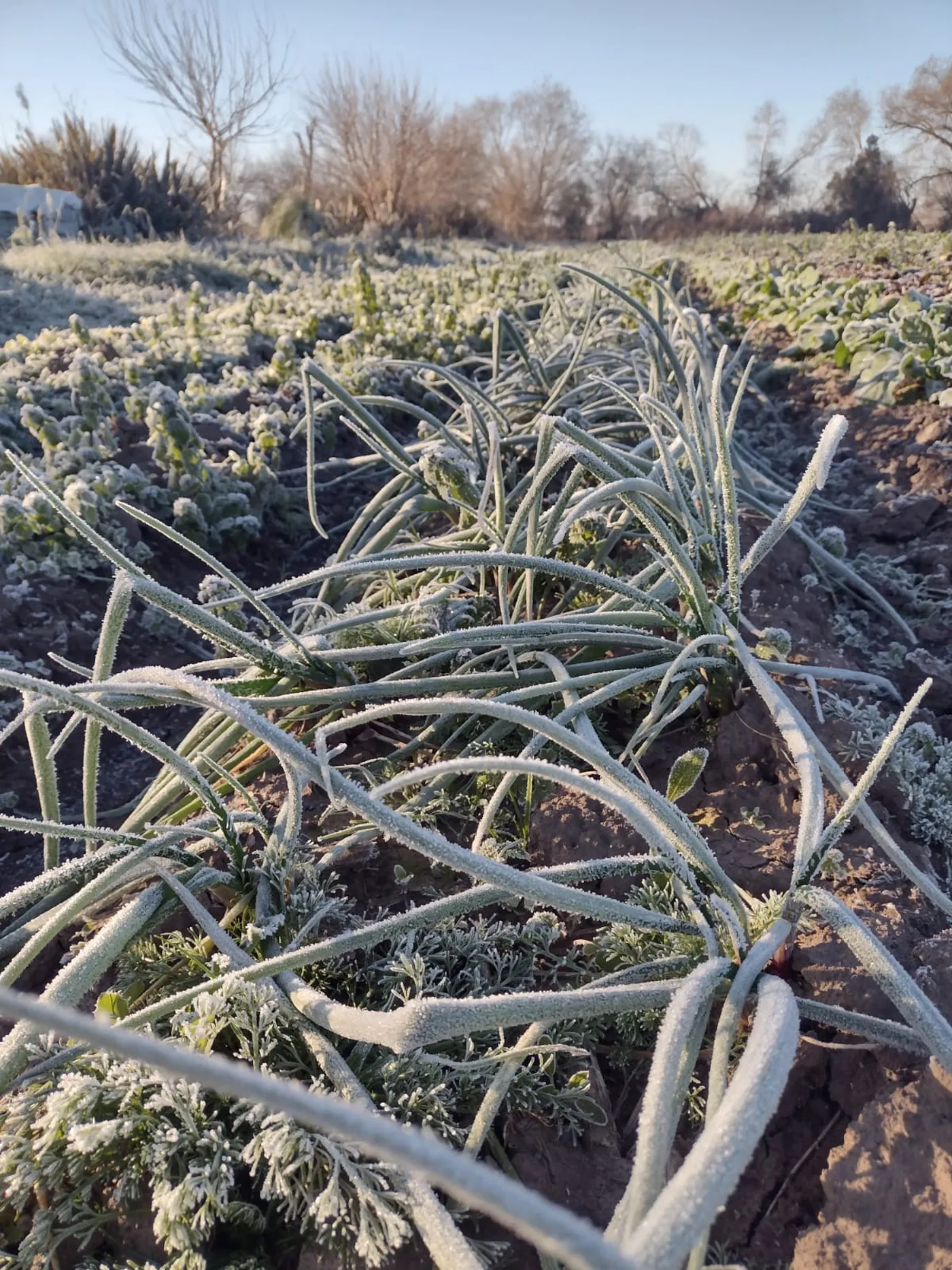 Por las heladas, productores de La Plata perdieron cerca del 70% de lo plantado.