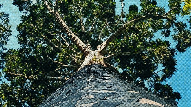 el hallazgo de un desconocido arbol de cristal a 32 km de la plata