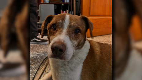 Casa Pulsar busca un hogar para un perro abandonado que apareció herido en el local y fue rescatado Casa Pulsar busca un hogar para un perro abandonado que apareció herido en el local y fue rescatado