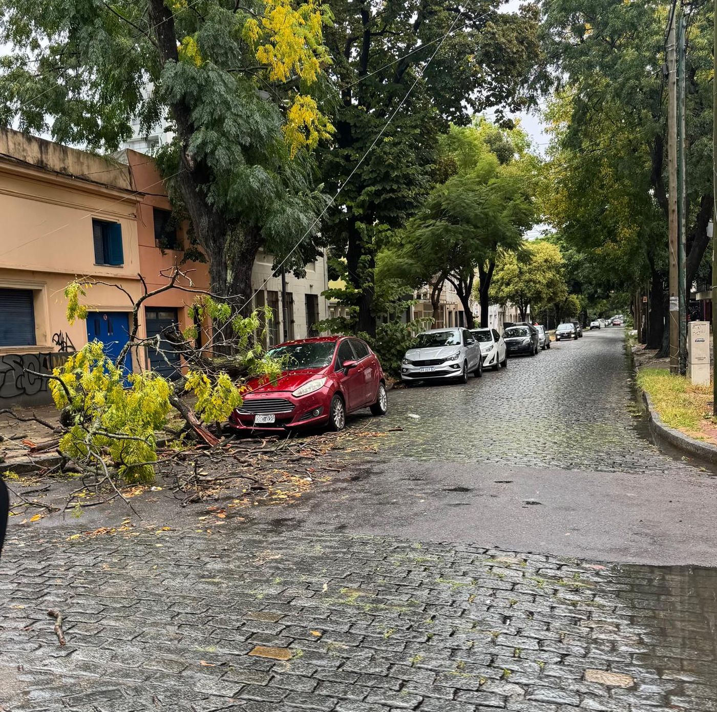 Árbol caído en 16 y 46.