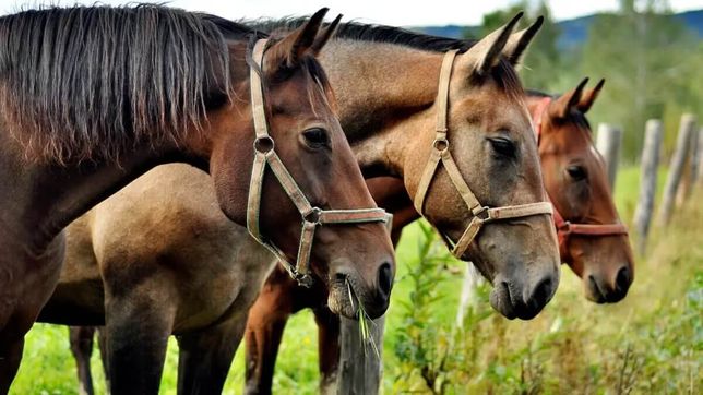 el senasa confirmo nuevos brotes de encefalomielitis equina