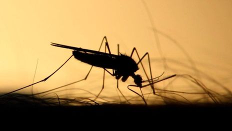Mosquitos Dengue