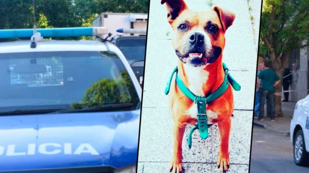 Piden ayuda para salvar al perro que sufrió tres tiros durante un robo en La Plata