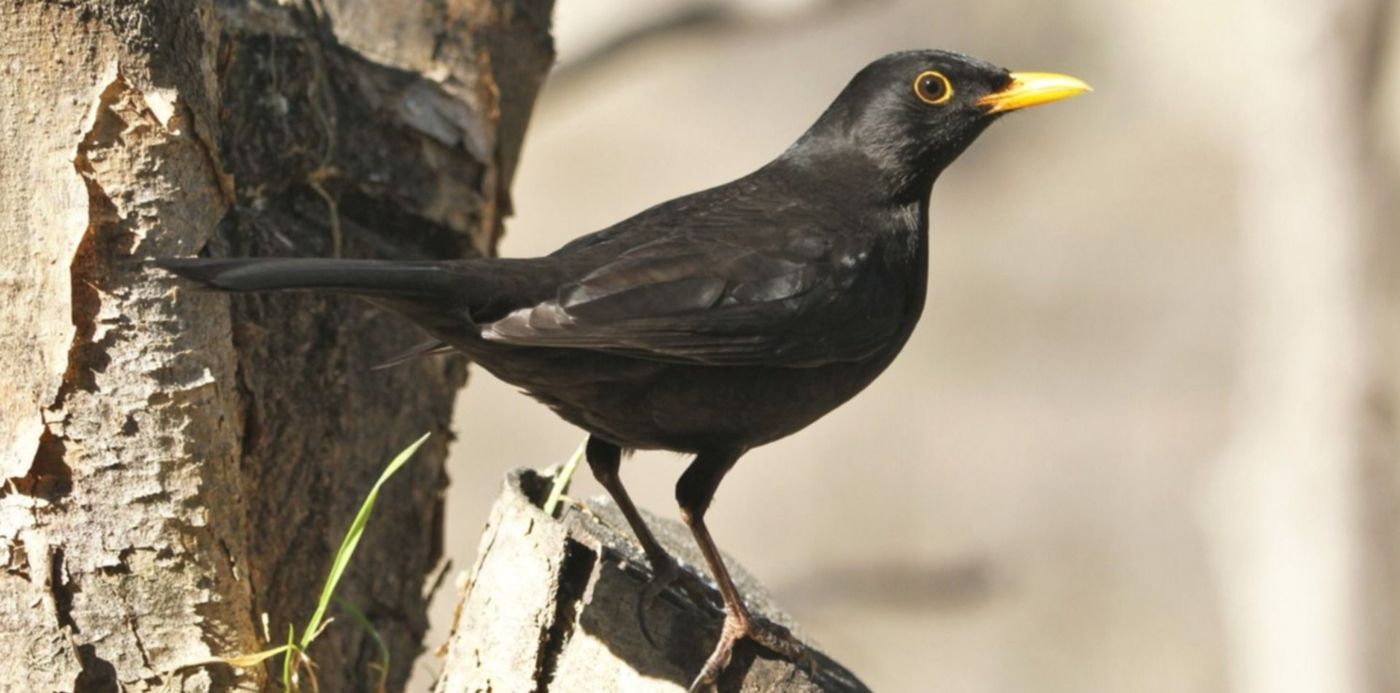 1557361478966.jpg?y=130&scaleX=1&scaleY=1&ow=1500&oh=970&x=11&width=1478&height=739&rotate=0&&cw=1920&ch=950