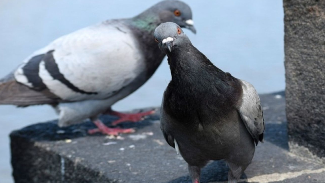Denuncian que la limpieza del Normal 1 fue una lavada de cara: Nos sentimos estafados