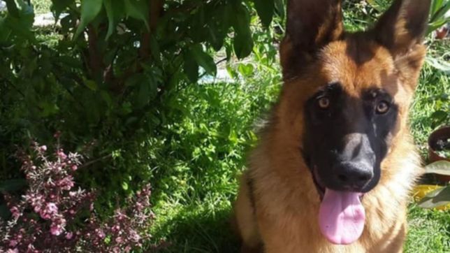 me prometi nunca dejar de buscarte, la emotiva carta de una nena a su perro perdido en la plata