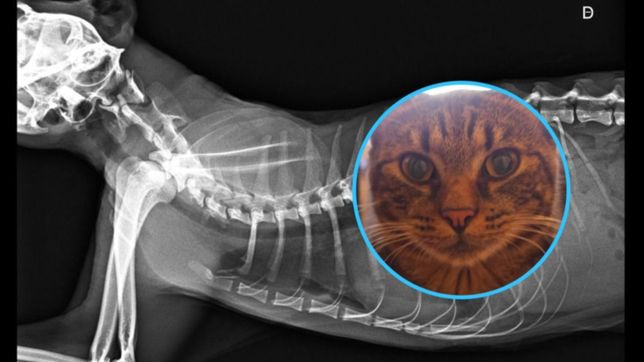 rescato un gatito que necesita una operacion, no lo puede pagar y necesita ayuda