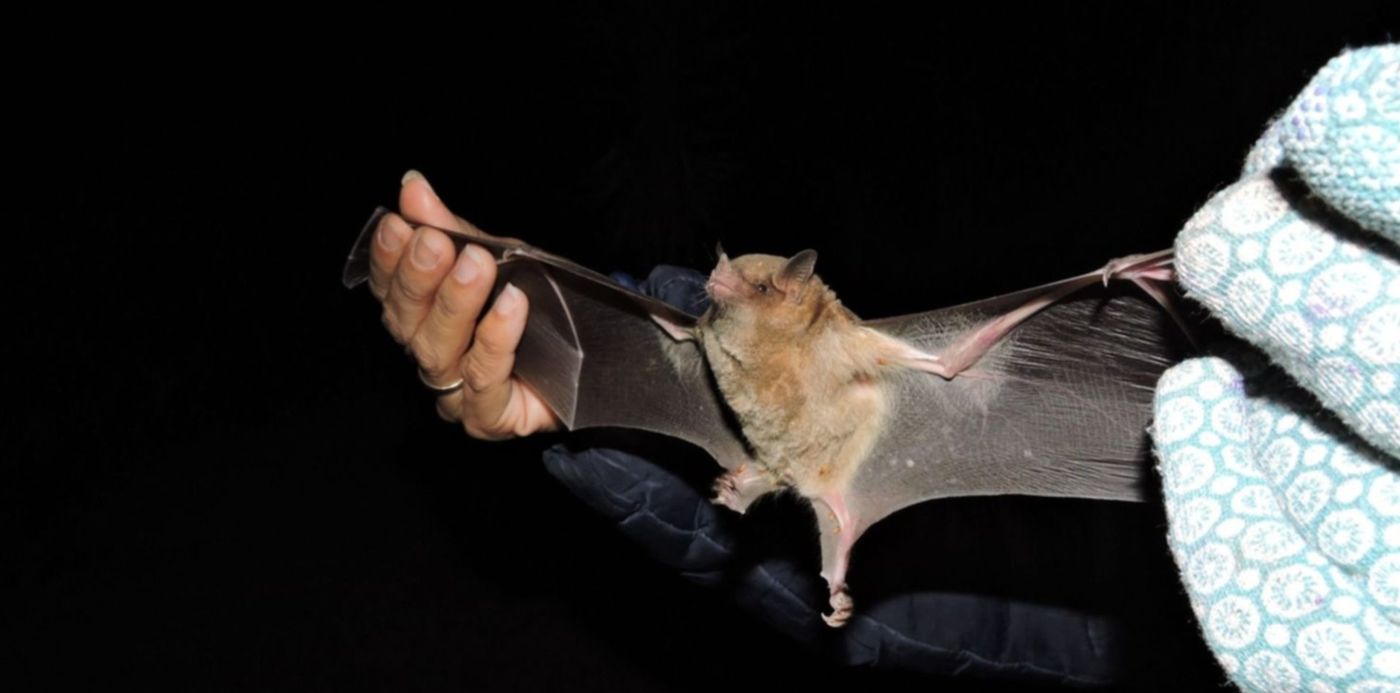 1645489782899.jpg?x=15&y=56&width=1478&height=739&rotate=0&scaleX=1&scaleY=1&ow=1500&oh=1125&&cw=1920&ch=950