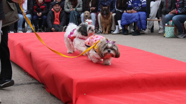 vuelve el divertido desfile de mascotas y esta vez sera en version halloween