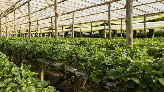 llego el dia de la feria agroecologica en el paseo del bosque de la plata