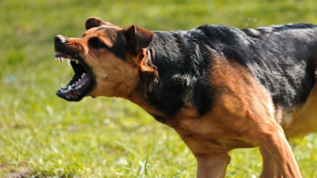 tres perros atacaron a un joven en san carlos y los vecinos reclaman medidas