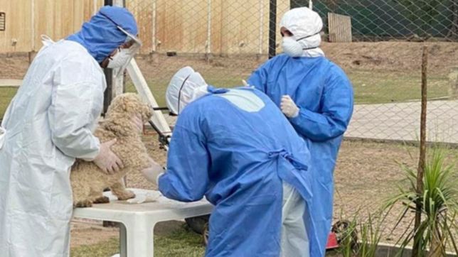 cientificos de la unlp detectaron por primera vez coronavirus en animales de la plata