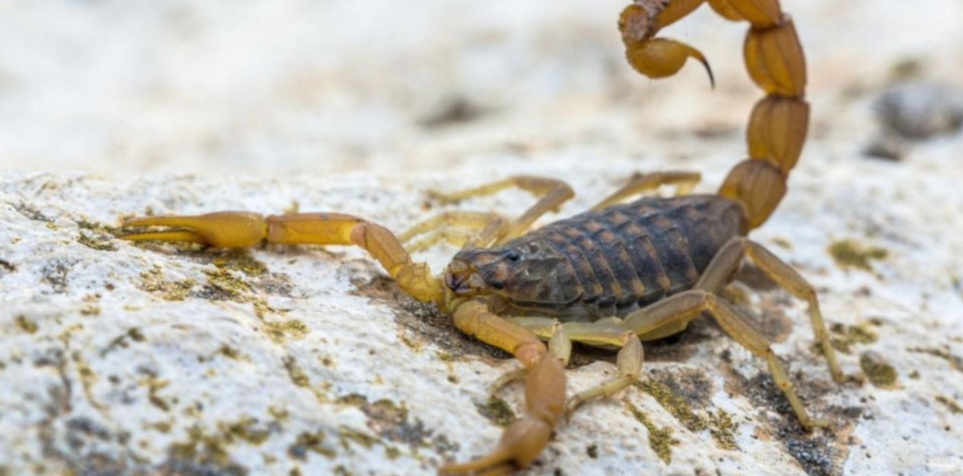 1558621124171.jpg?width=1287&height=643&rotate=0&scaleX=1&ow=1298&y=79&scaleY=1&oh=730&x=6&&cw=1920&ch=950