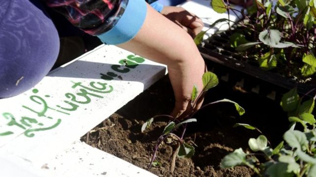 continua la instalacion de huertas comunitarias en distintos puntos de la plata