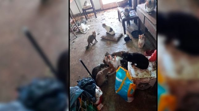 murio una mujer que vivia con 50 gatos en la plata y ahora les buscan un hogar