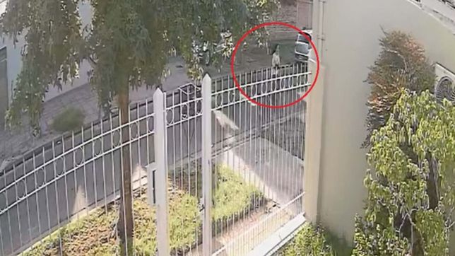 video: panico y gritos desesperados de una mujer que sufrio una entradera en la plata