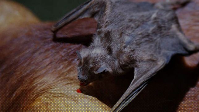 ¿como saber si un murcielago tiene rabia y que hacer para evitar el contagio?