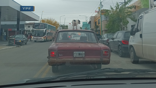 un hombre dio vueltas en su auto por la plata con un perro en el techo