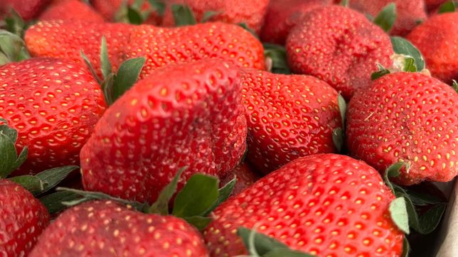 llega la primera fiesta de la frutilla a meridiano v con sabores, musica y productores locales