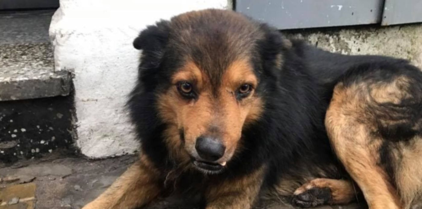 1559503362448.jpeg?scaleY=1&x=10&width=943&rotate=0&scaleX=1&ow=960&oh=720&y=72&height=472&&cw=1920&ch=950