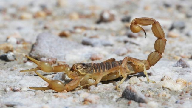¿como son los cinco escorpiones peligrosos que aparecieron en la plata?
