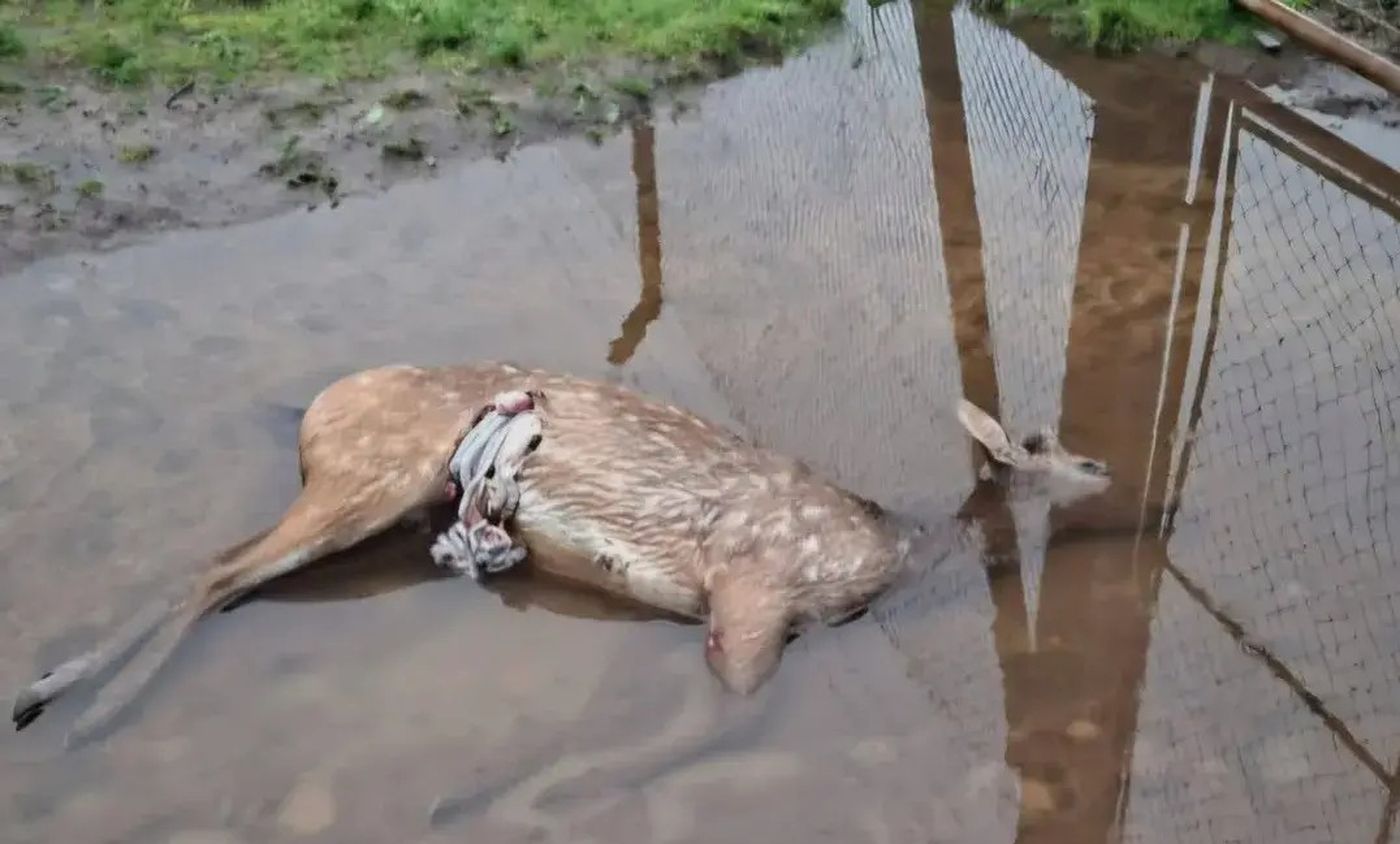 Fuentes de Desarrollo Agrario aseguraron que los ciervos del ECAS estaban cuidados y atribuyeron las muertes a un ataque de perros