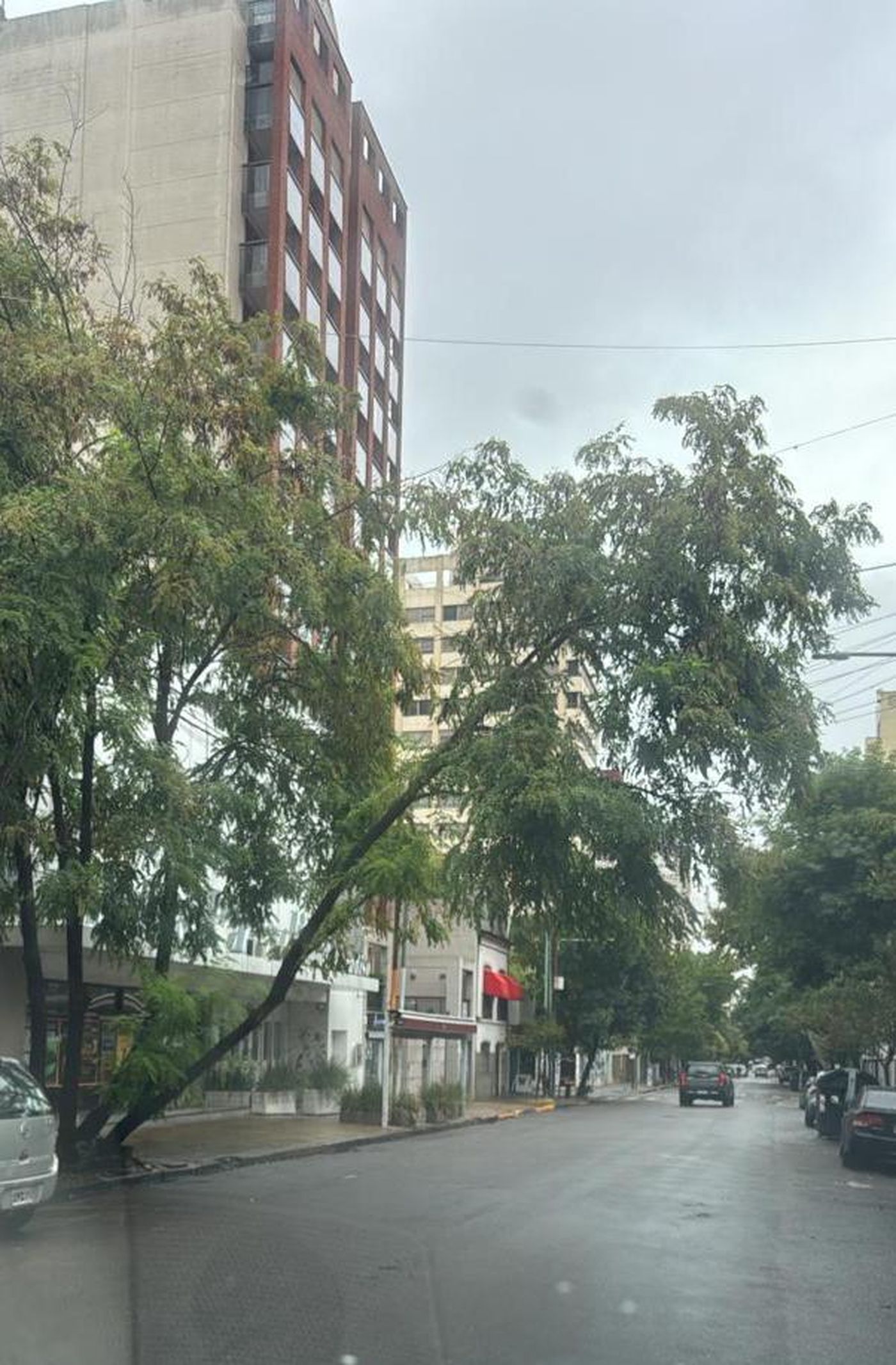 Árbol a punto de derrumbarse en 46 entre 10 y 11.