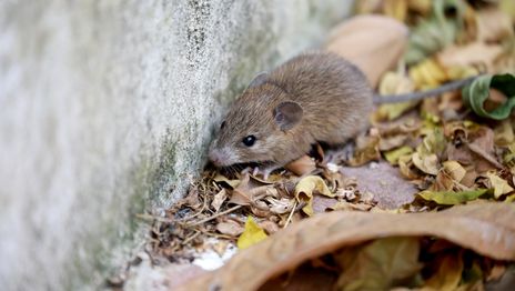 Ante los nuevos casos de hantavirus, expertos de la UNLP explican cómo prevenir contagios y detectar síntomas Ante los nuevos casos de hantavirus, expertos de la UNLP explican cómo prevenir contagios y detectar síntomas