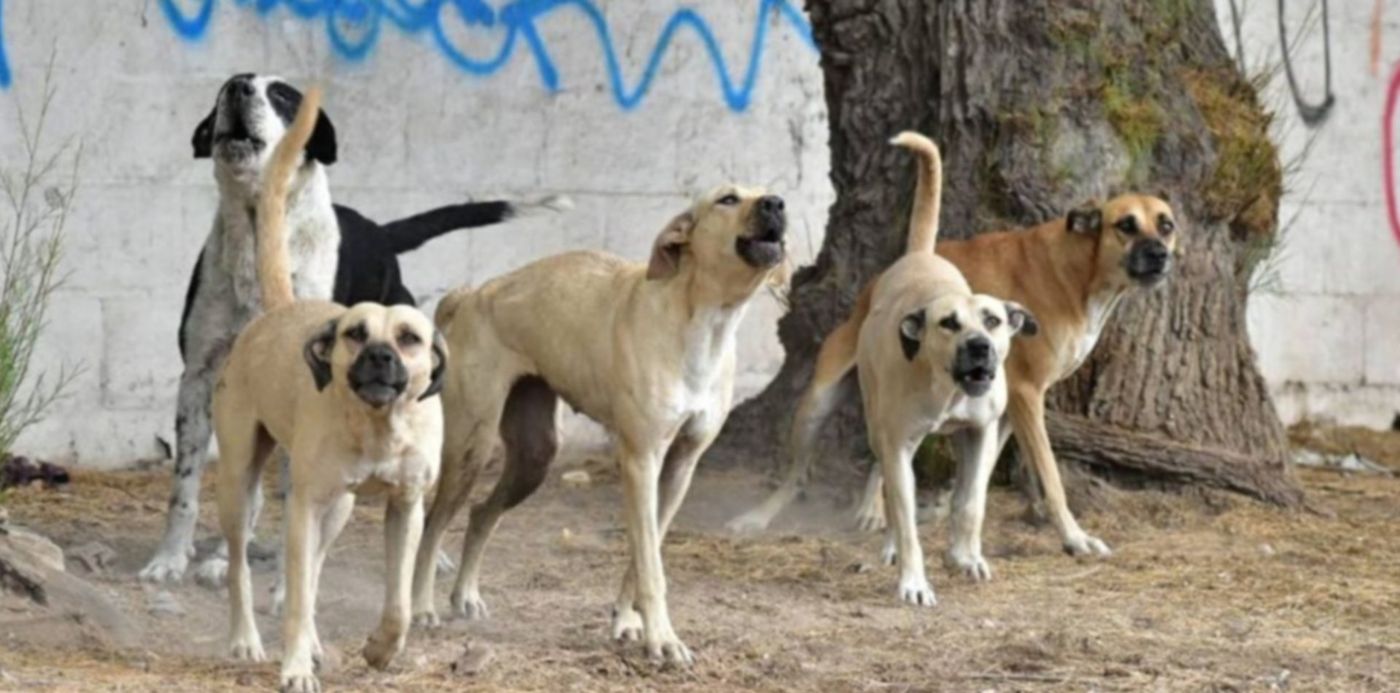Perros callejeros