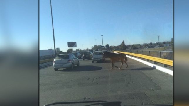alarma en el distribuidor por caballos sueltos que casi provocan una tragedia