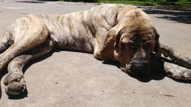 atropellaron a un perro y ahora sus duenos buscan al conductor que lo arrastro con su auto