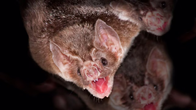 rabia en la plata: ¿a que estar atentos y que hay que hacer en caso de una sospecha?